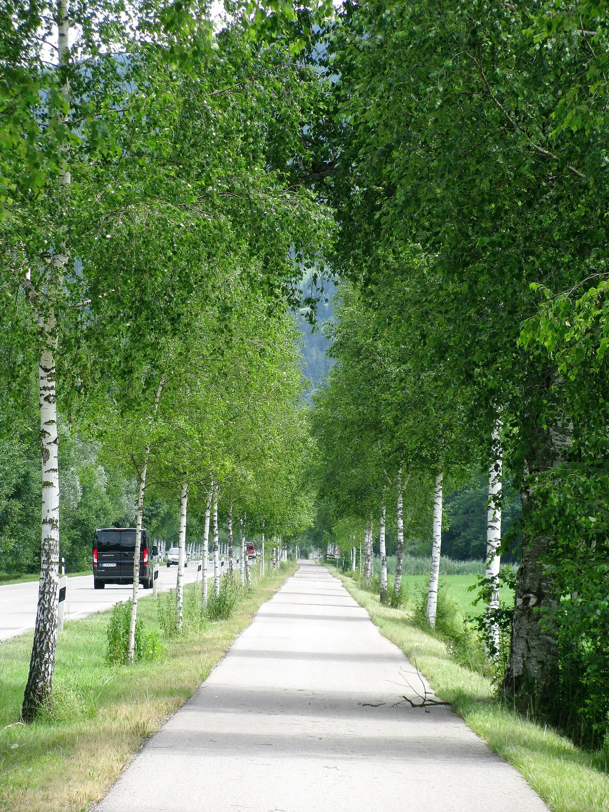 Birkenallee am Bodensee–Königssee-Radweg bei Immenstadt